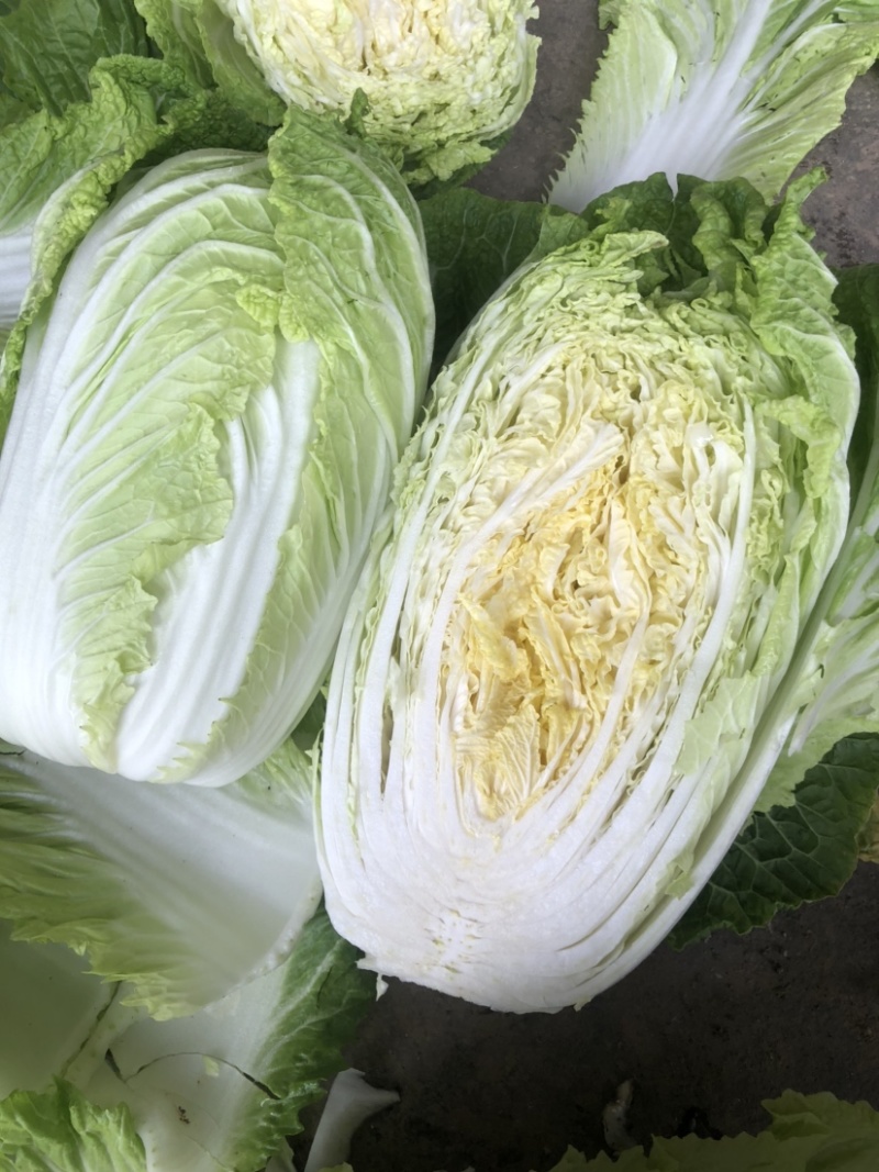 【黄心白菜】黄心白菜，货源充足，品质有保证欢迎联系