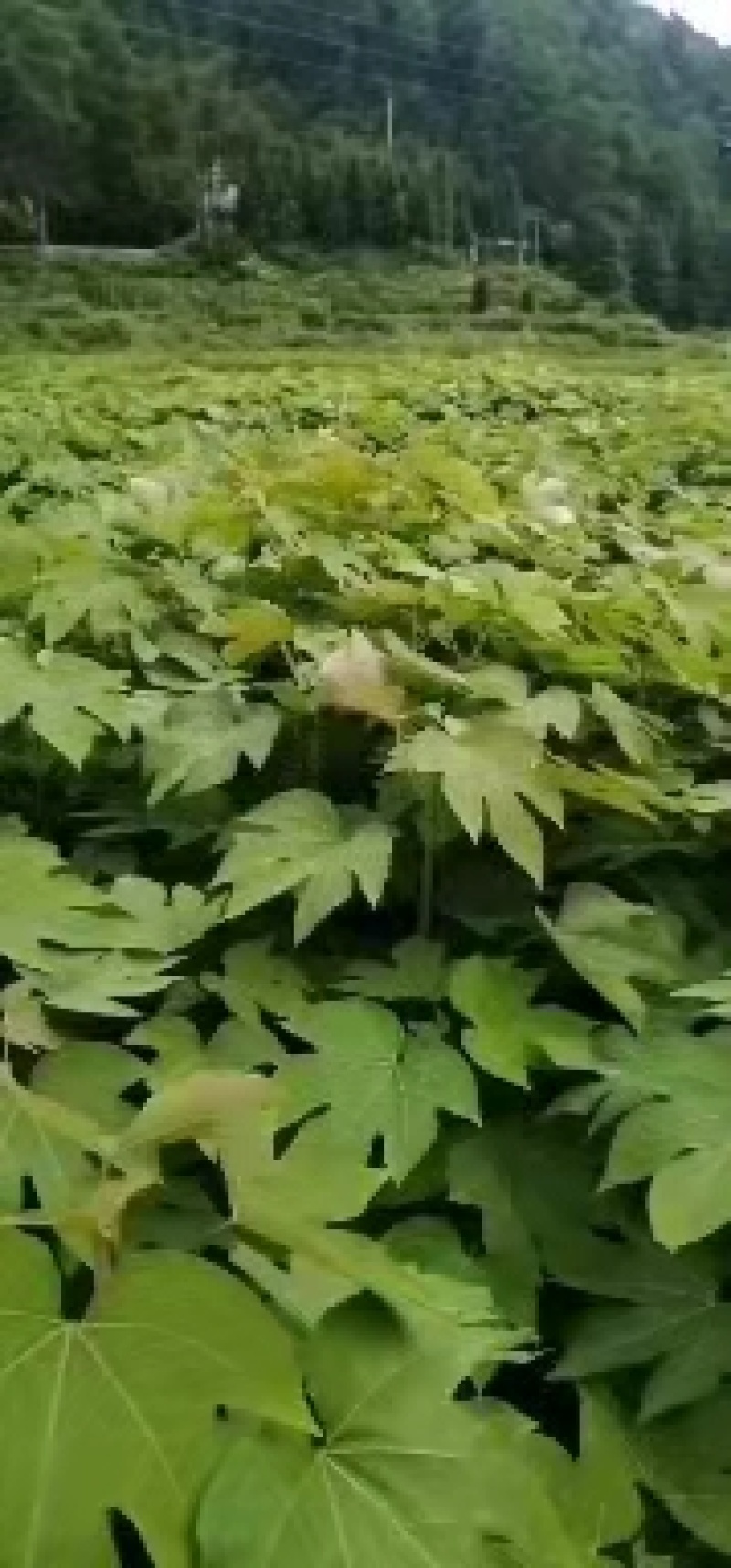 油桐苗，