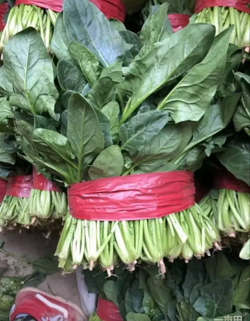 优质大叶菠菜，基地货源，大量供应脱水厂，市场，10吨起售