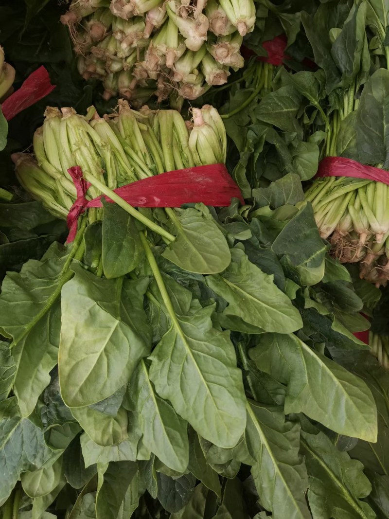 优质大叶菠菜，基地货源，大量供应脱水厂，市场，10吨起售