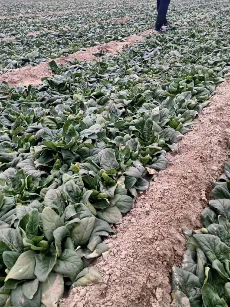 优质大叶菠菜，基地货源，大量供应脱水厂，市场，10吨起售