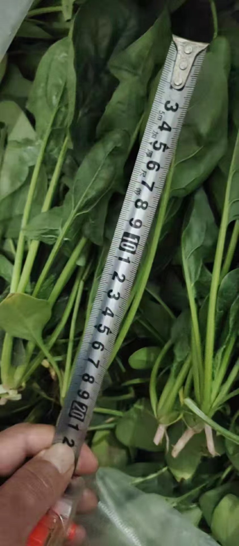 优质大叶菠菜，基地货源，大量供应脱水厂，市场，10吨起售