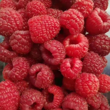 出售红树莓果双季树莓果