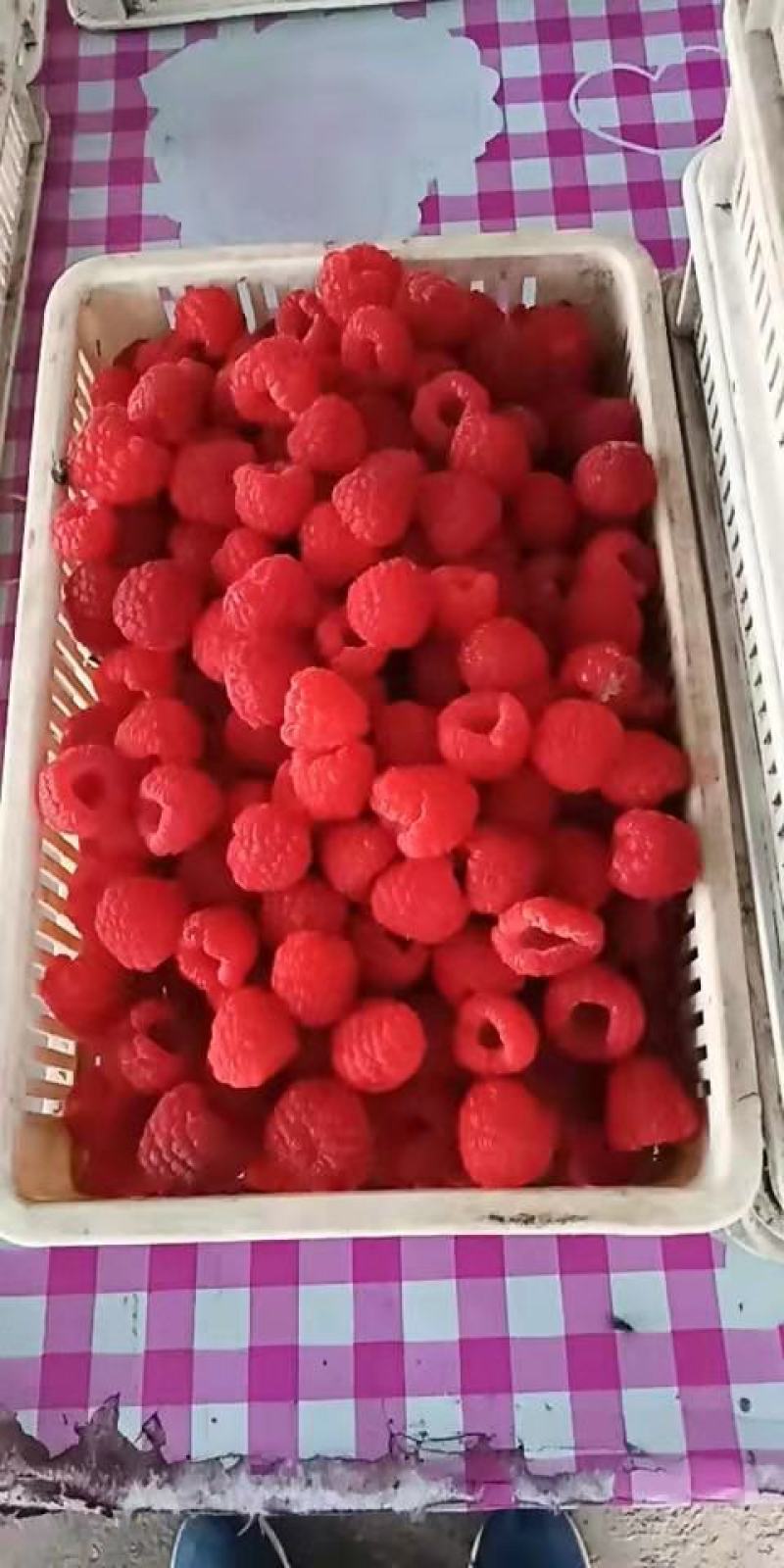 出售红树莓果双季树莓果