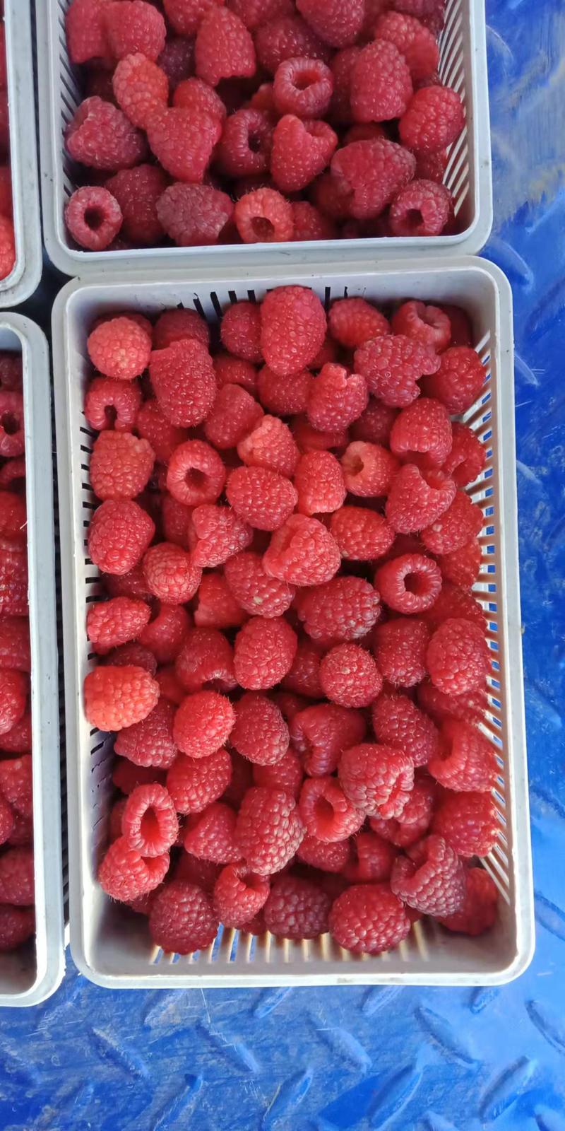 出售红树莓果双季树莓果