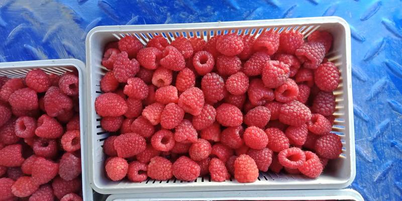 出售红树莓果双季树莓果