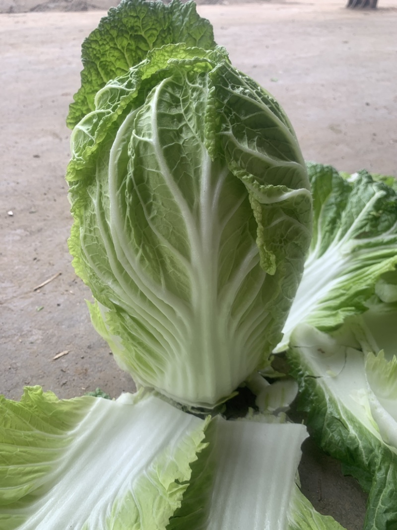 精品黄心大白菜产地直销一手货缘质量保证货源充足！