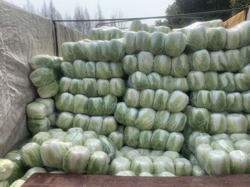 精品黄心大白菜产地直销一手货缘质量保证货源充足！
