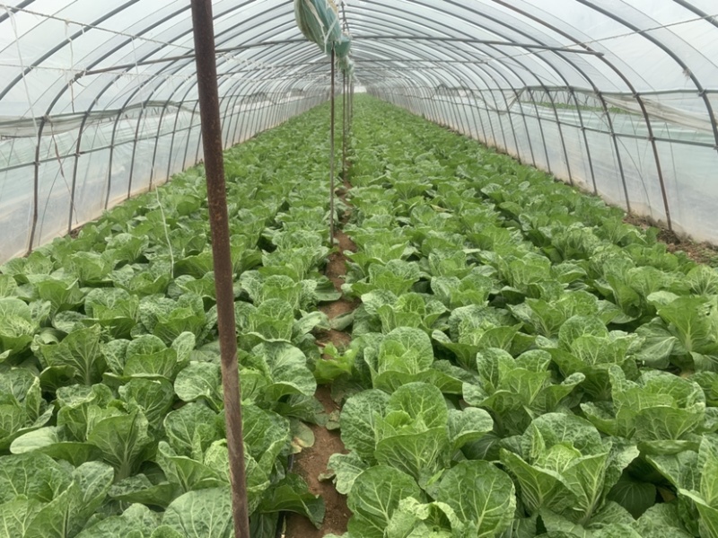 精品黄心大白菜产地直销一手货缘质量保证货源充足！