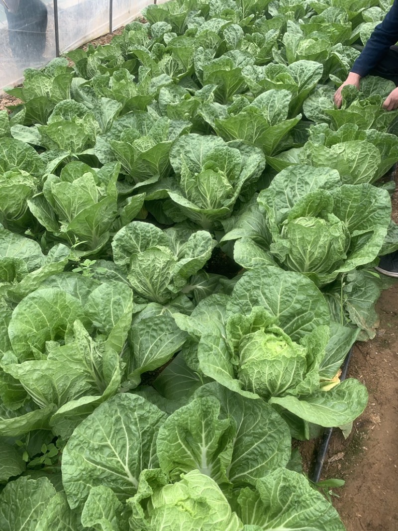精品黄心大白菜产地直销一手货缘质量保证货源充足！