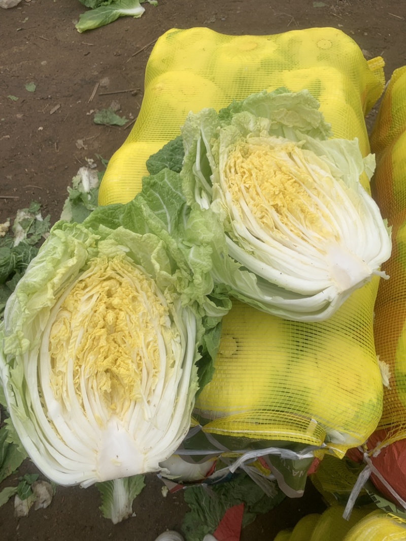 精品黄心大白菜产地直销一手货缘质量保证货源充足！