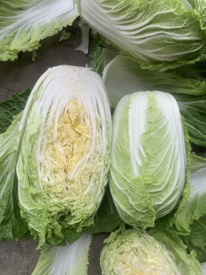 精品黄心大白菜产地直销一手货缘质量保证货源充足！