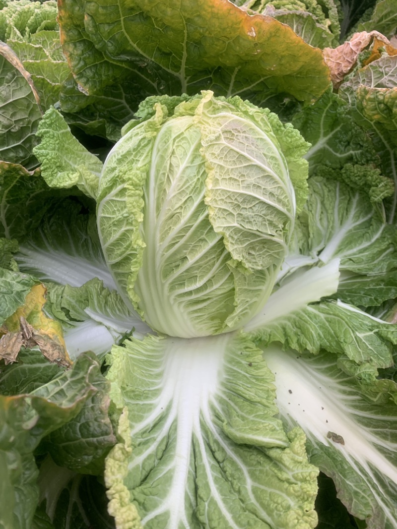 精品黄心大白菜产地直销一手货缘质量保证货源充足！
