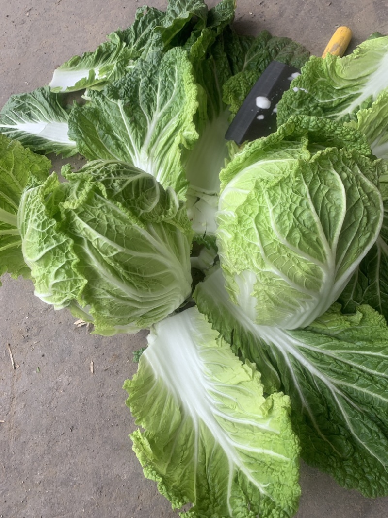 精品黄心大白菜产地直销一手货缘质量保证货源充足！