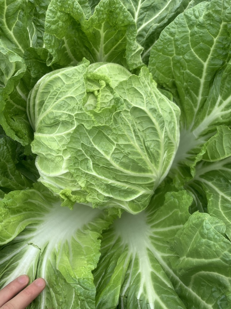 精品黄心大白菜产地直销一手货缘质量保证货源充足！