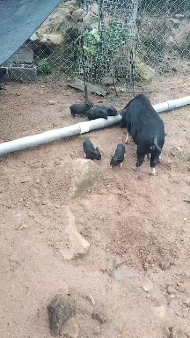 香猪