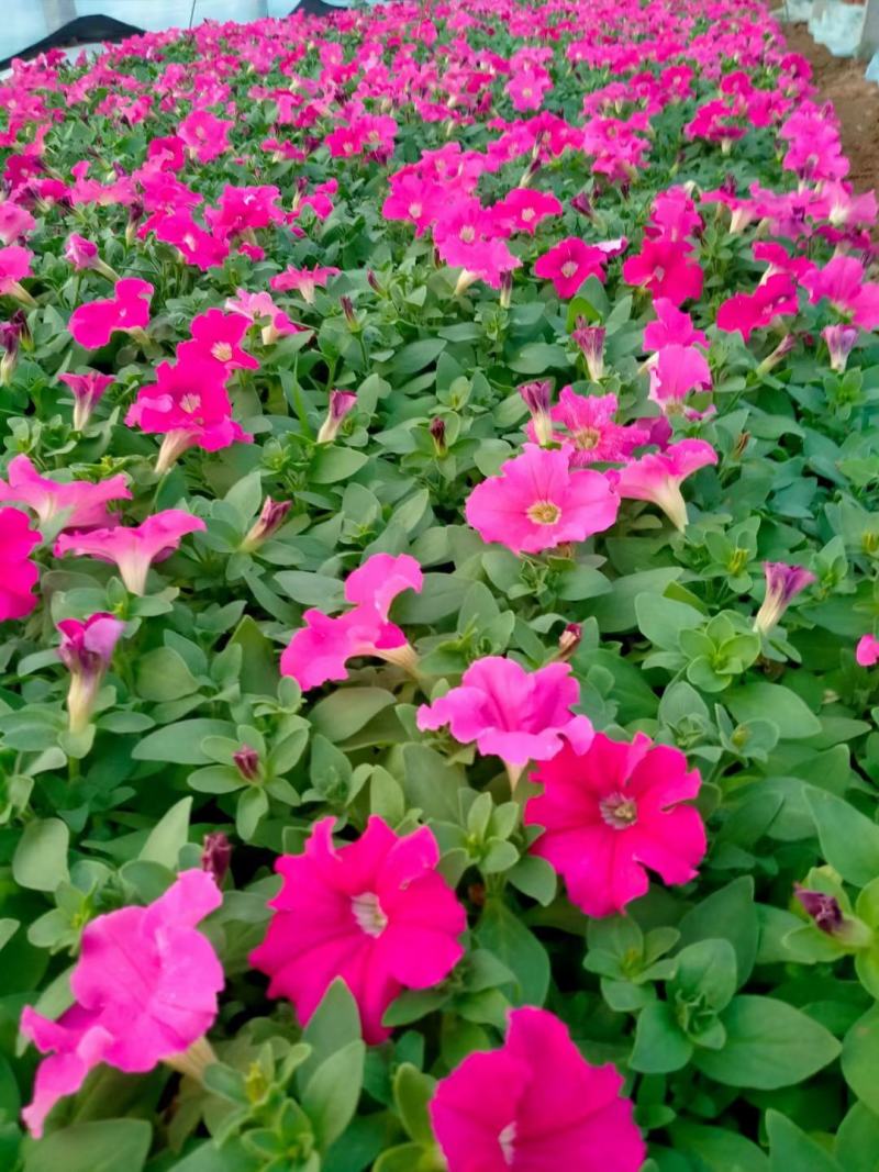 矮牵牛山东青州草花苗木基地常年供应优质草花基地直发