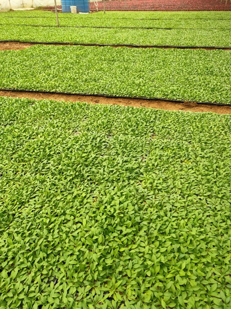 牵牛苗穴盘苗青州供应优质牵牛苗基地直发量大价优