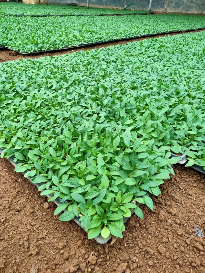 牵牛苗穴盘苗青州供应优质牵牛苗基地直发量大价优