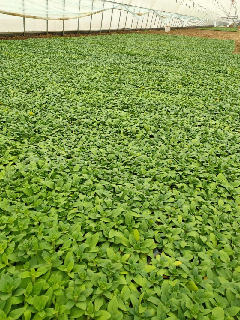牵牛苗穴盘苗青州供应优质牵牛苗基地直发量大价优