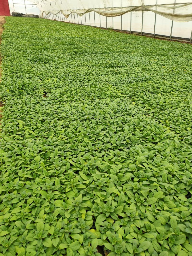 牵牛苗穴盘苗青州供应优质牵牛苗基地直发量大价优
