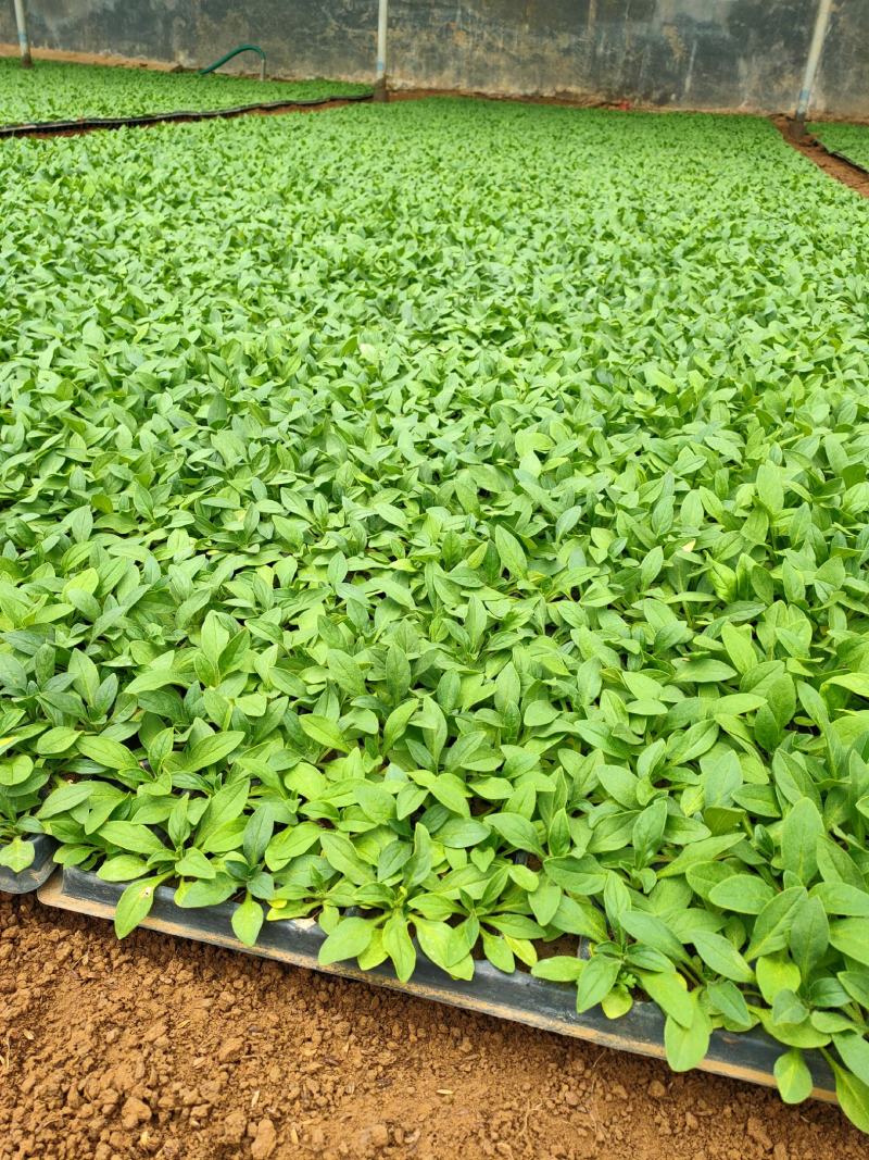 牵牛苗穴盘苗青州供应优质牵牛苗基地直发量大价优