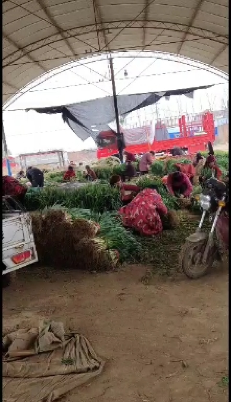 精品蒜苗，红根蒜苗！产地直发，保质保量！欢迎前来抢购！