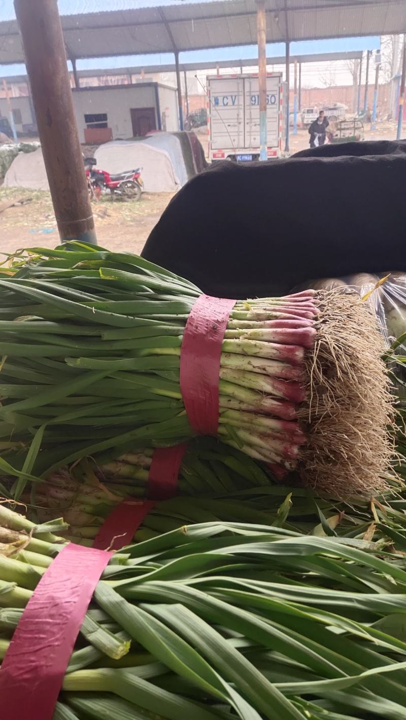 精品蒜苗，红根蒜苗！产地直发，保质保量！欢迎前来抢购！