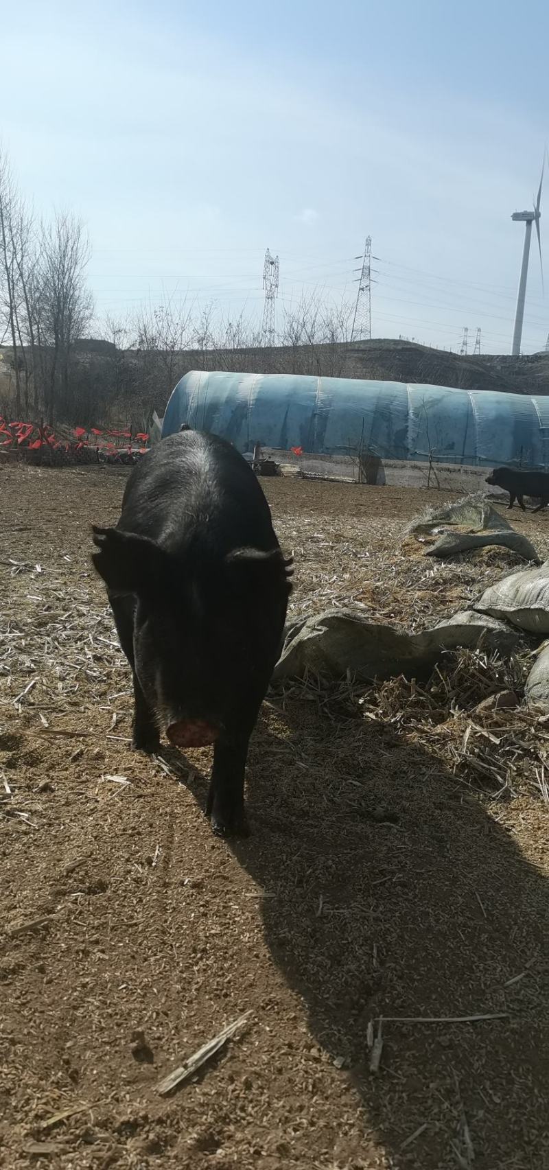 生猪纯粮散养一年黑猪，想要高品质肉的来，领养代养进行中