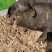 生猪纯粮散养一年黑猪，想要高品质肉的来，领养代养进行中