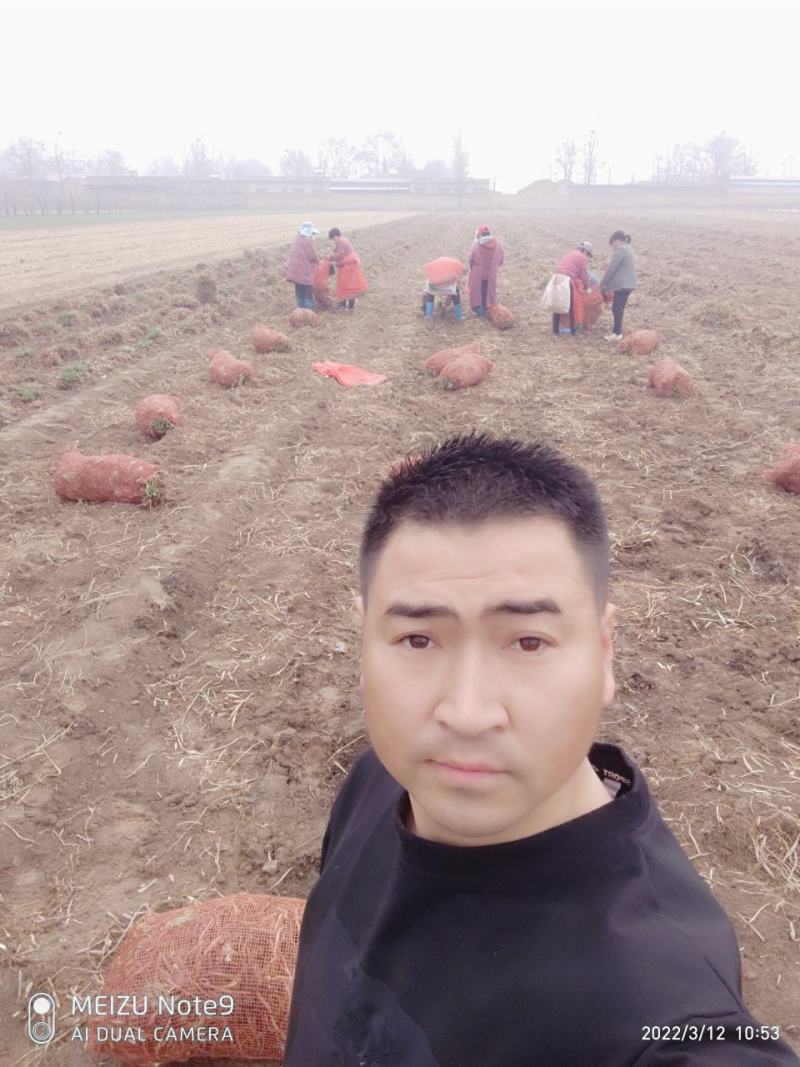 黄花菜苗河南灵宝优质种苗基地高产量品种优良