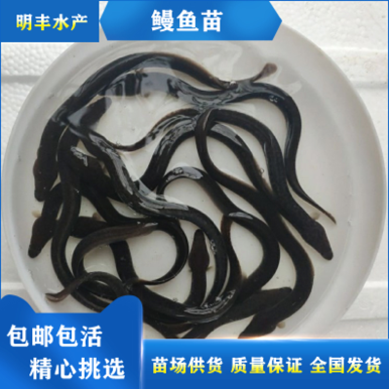 鳗鱼苗欧洲鳗白鳝鱼苗批发广东鱼苗