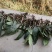 毛慈菇鲜货纯野生毛慈菇野生中药材需要的老板联系