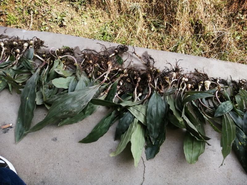 毛慈菇鲜货纯野生毛慈菇野生中药材需要的老板联系