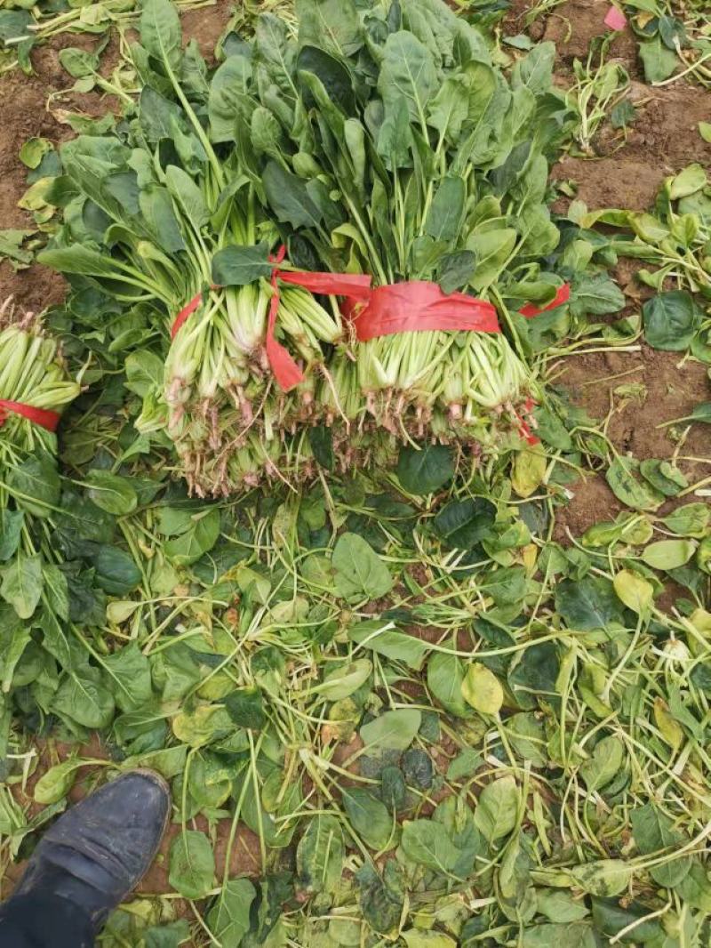 加工厂菠菜，量大