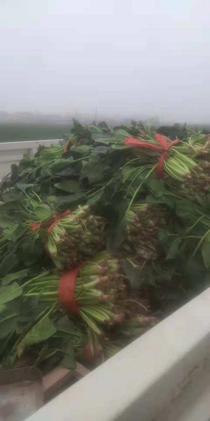 加工厂菠菜，量大