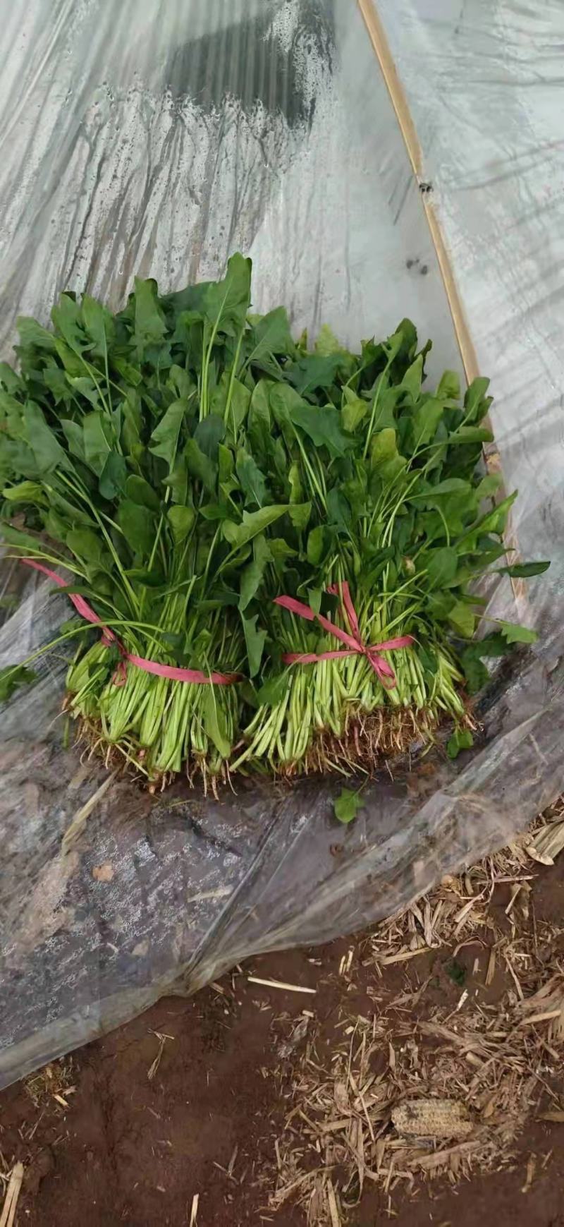 加工厂菠菜，量大