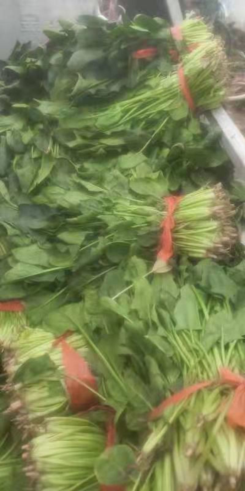 加工厂菠菜，量大