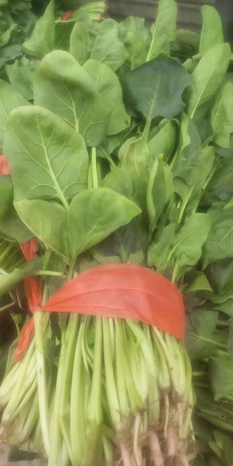加工厂菠菜，量大