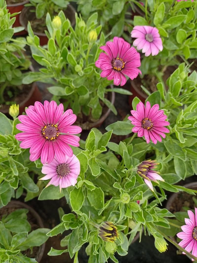 南非万寿菊山东青州草花苗木基地一手货源基地直发