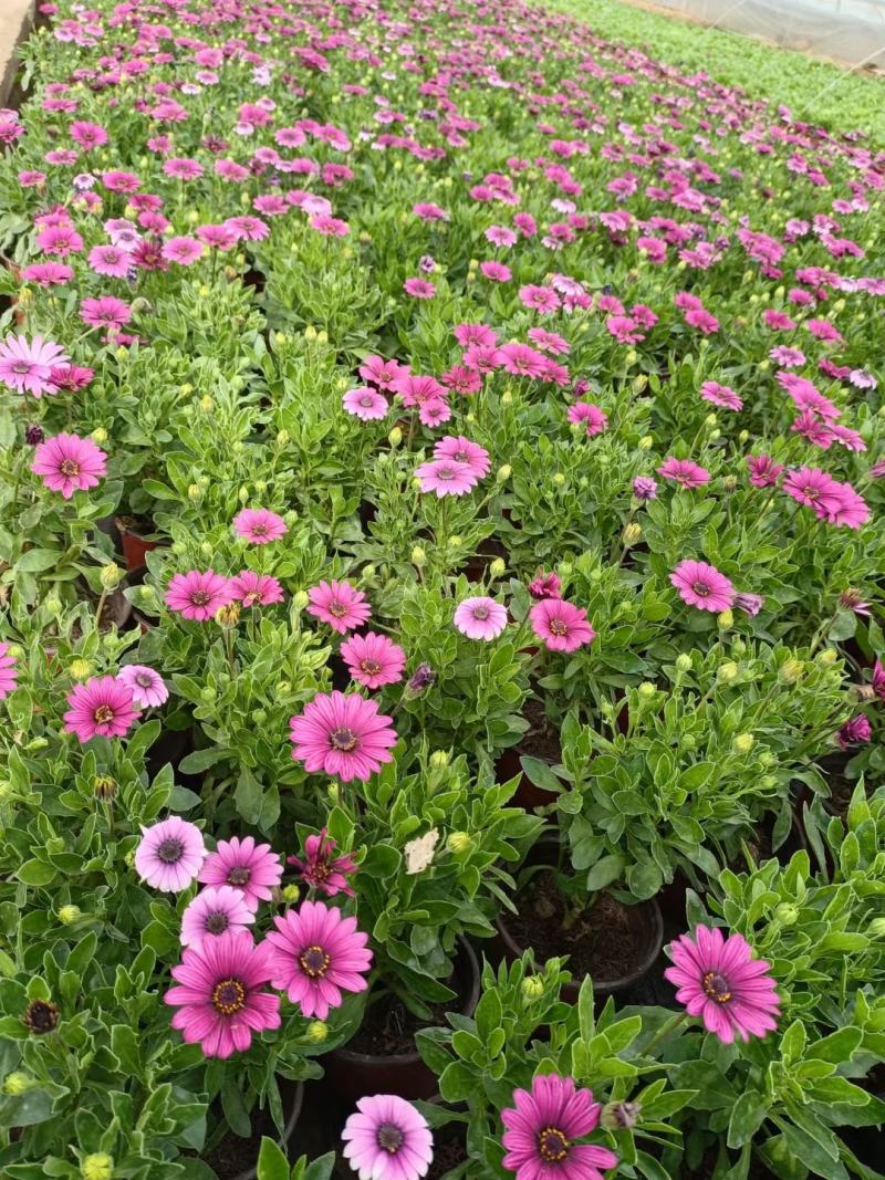 南非万寿菊山东青州草花苗木基地一手货源基地直发
