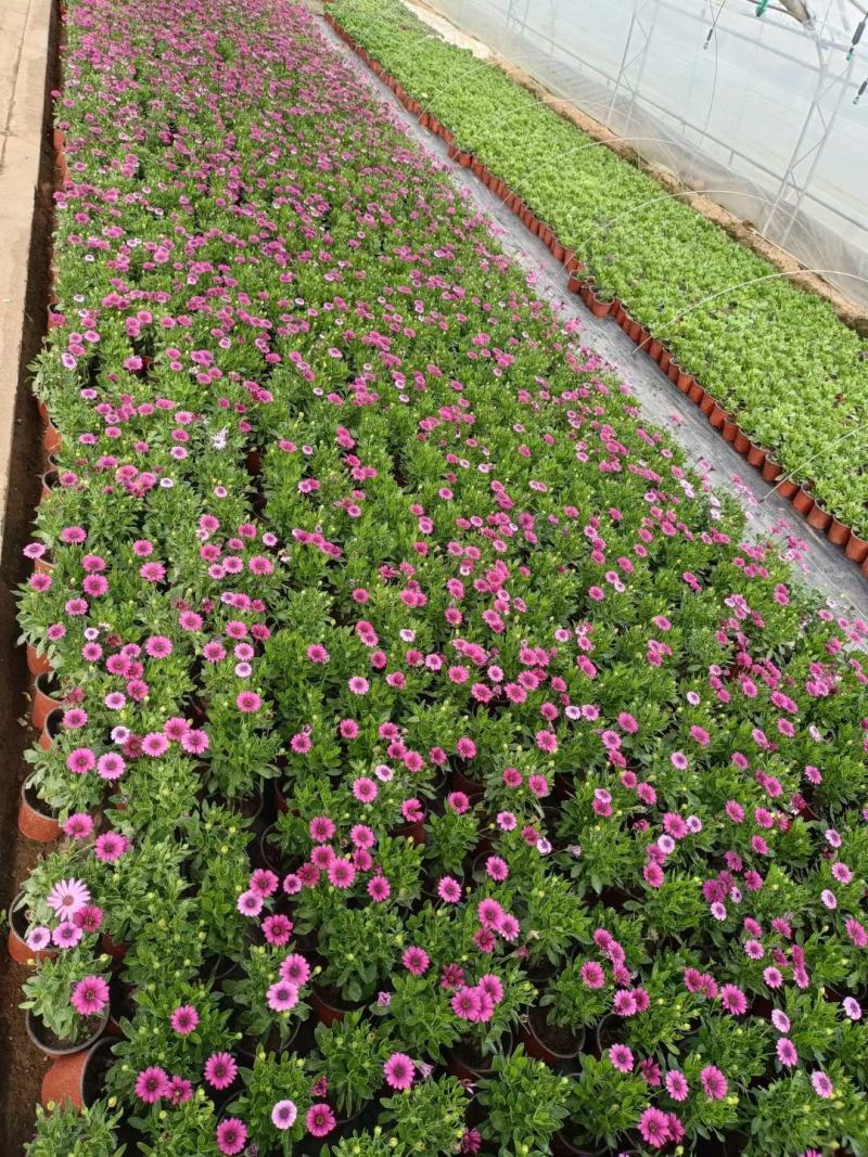 南非万寿菊山东青州草花苗木基地一手货源基地直发