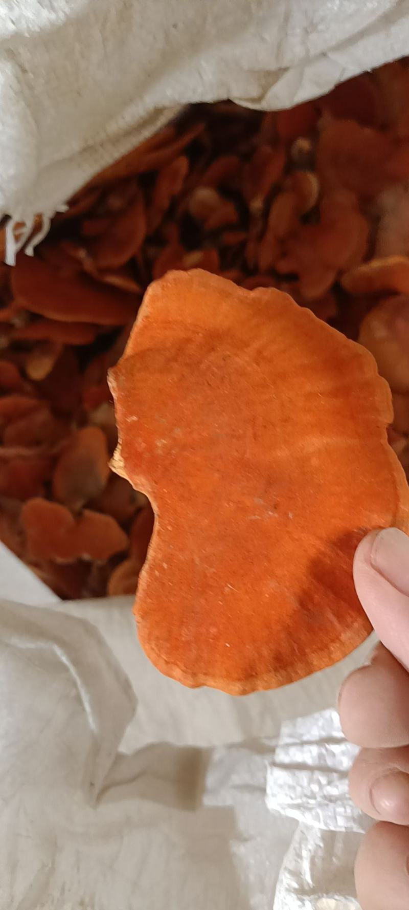 广西野生红栓菌也叫牛樟芝，红云芝500克包邮
