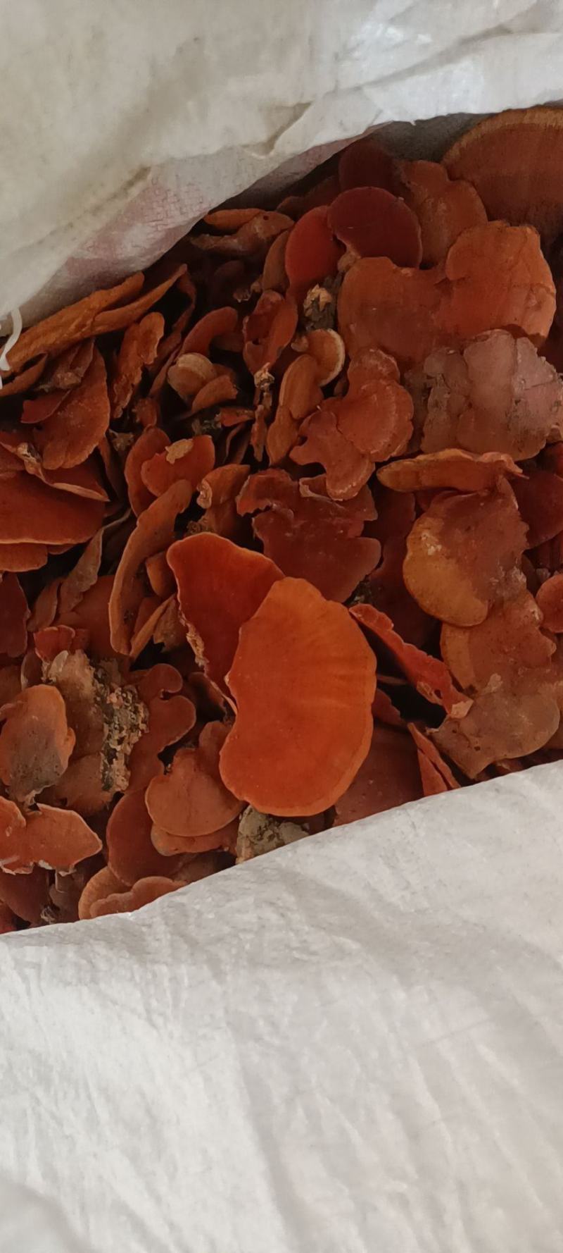 广西野生红栓菌也叫牛樟芝，红云芝500克包邮
