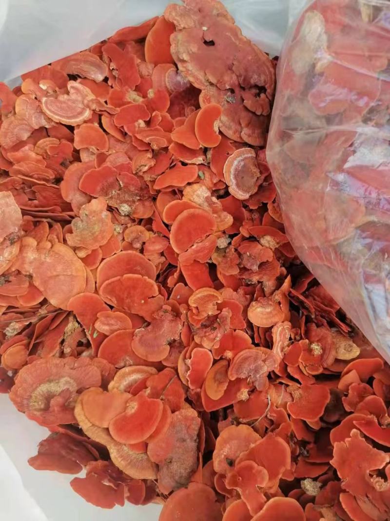 广西野生红栓菌也叫牛樟芝，红云芝500克包邮