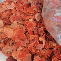 广西野生红栓菌也叫牛樟芝，红云芝500克包邮
