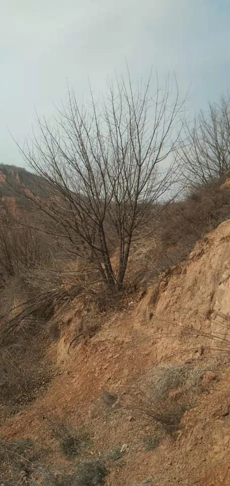 河南供应精品丛生元宝枫3----10米！！！！！！