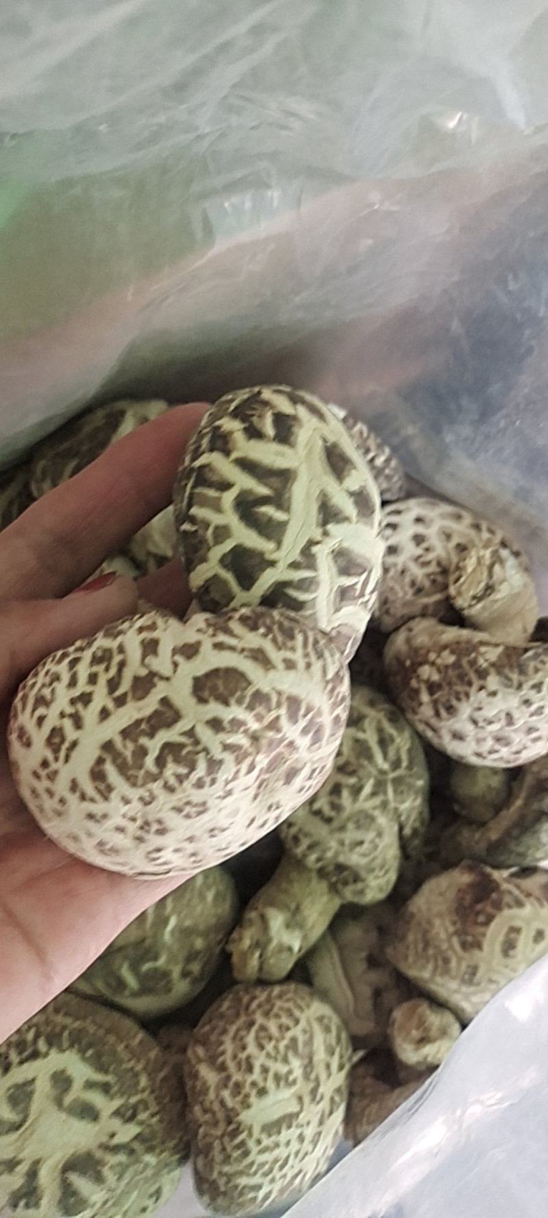 泌阳花菇甲天下，味香细嫩、各种规格都有，一件走起