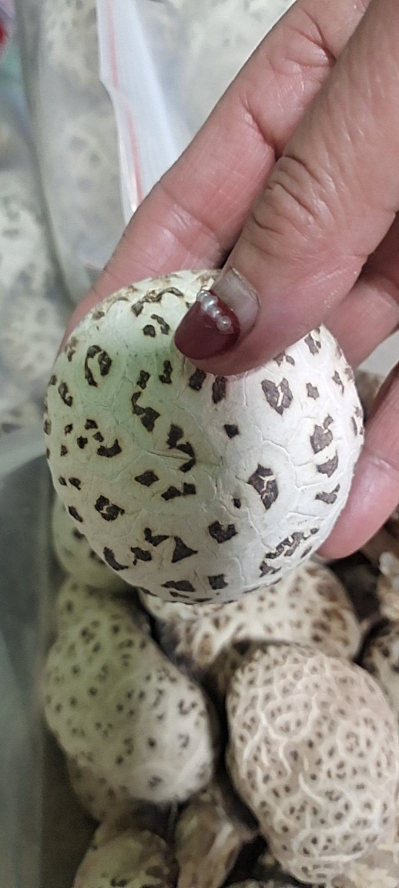 泌阳花菇甲天下，味香细嫩、各种规格都有，一件走起