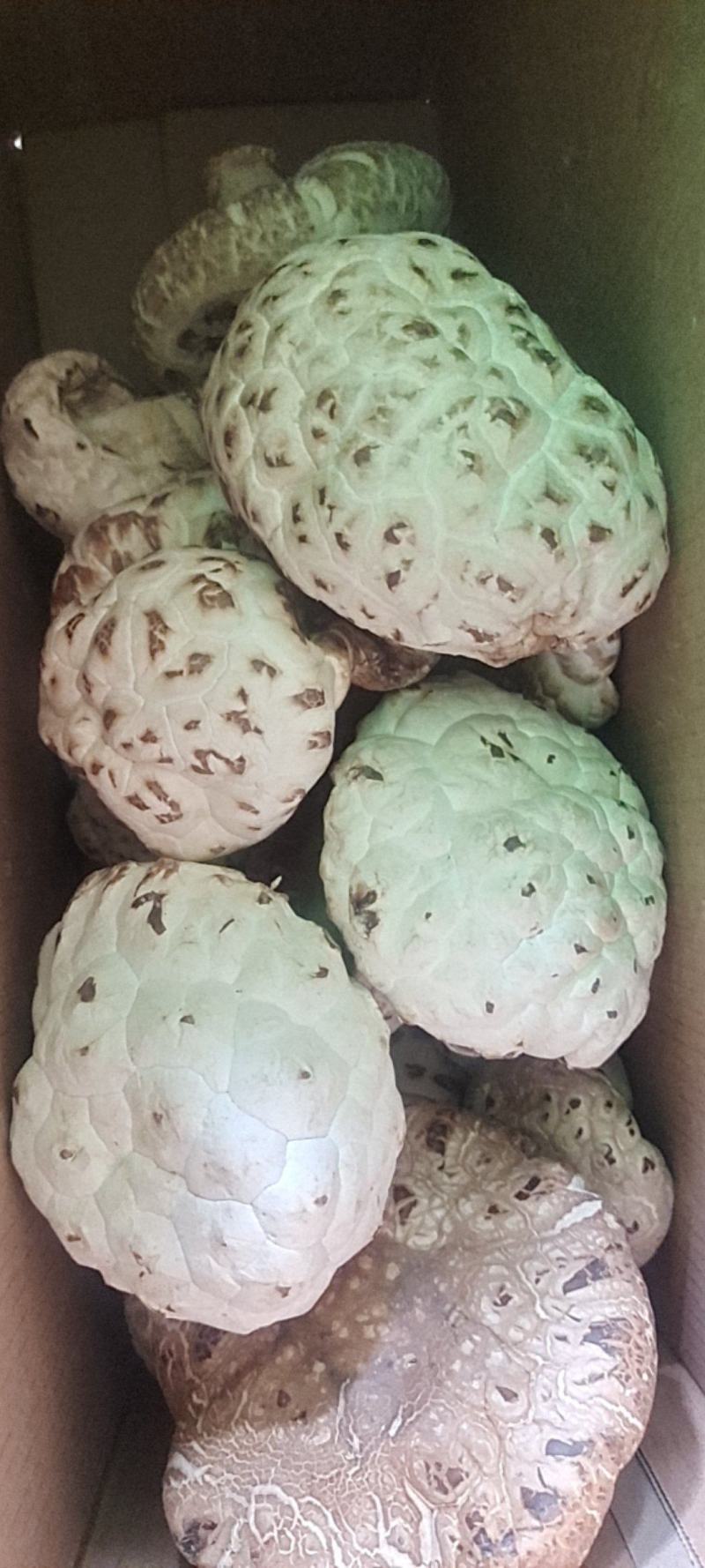 泌阳花菇甲天下，味香细嫩、各种规格都有，一件走起